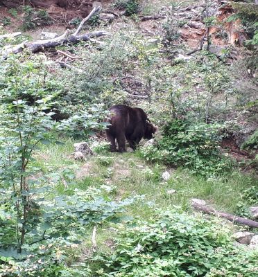 Nationalpark Bayerischer Wald: Braunbär