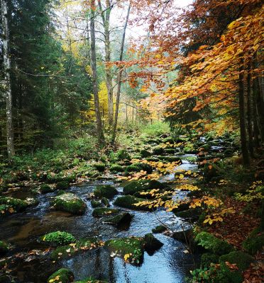 Sauß&shy;bach&shy;klamm & Karoli